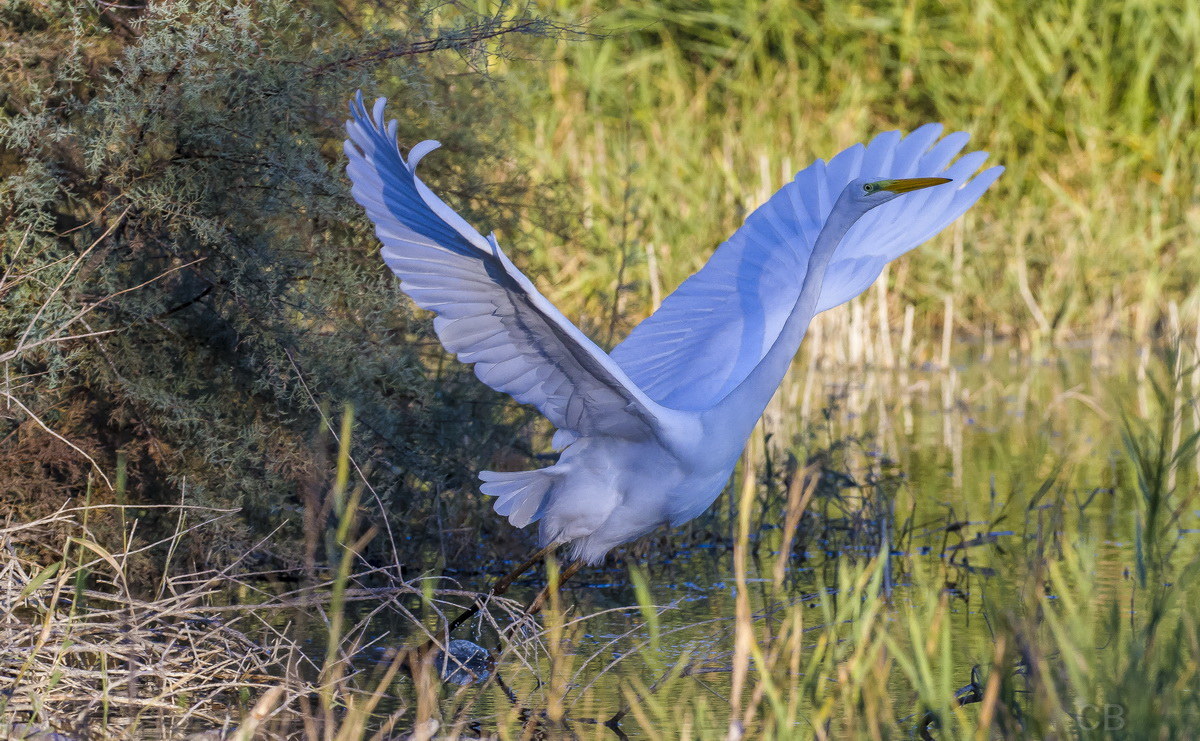 Great Egret