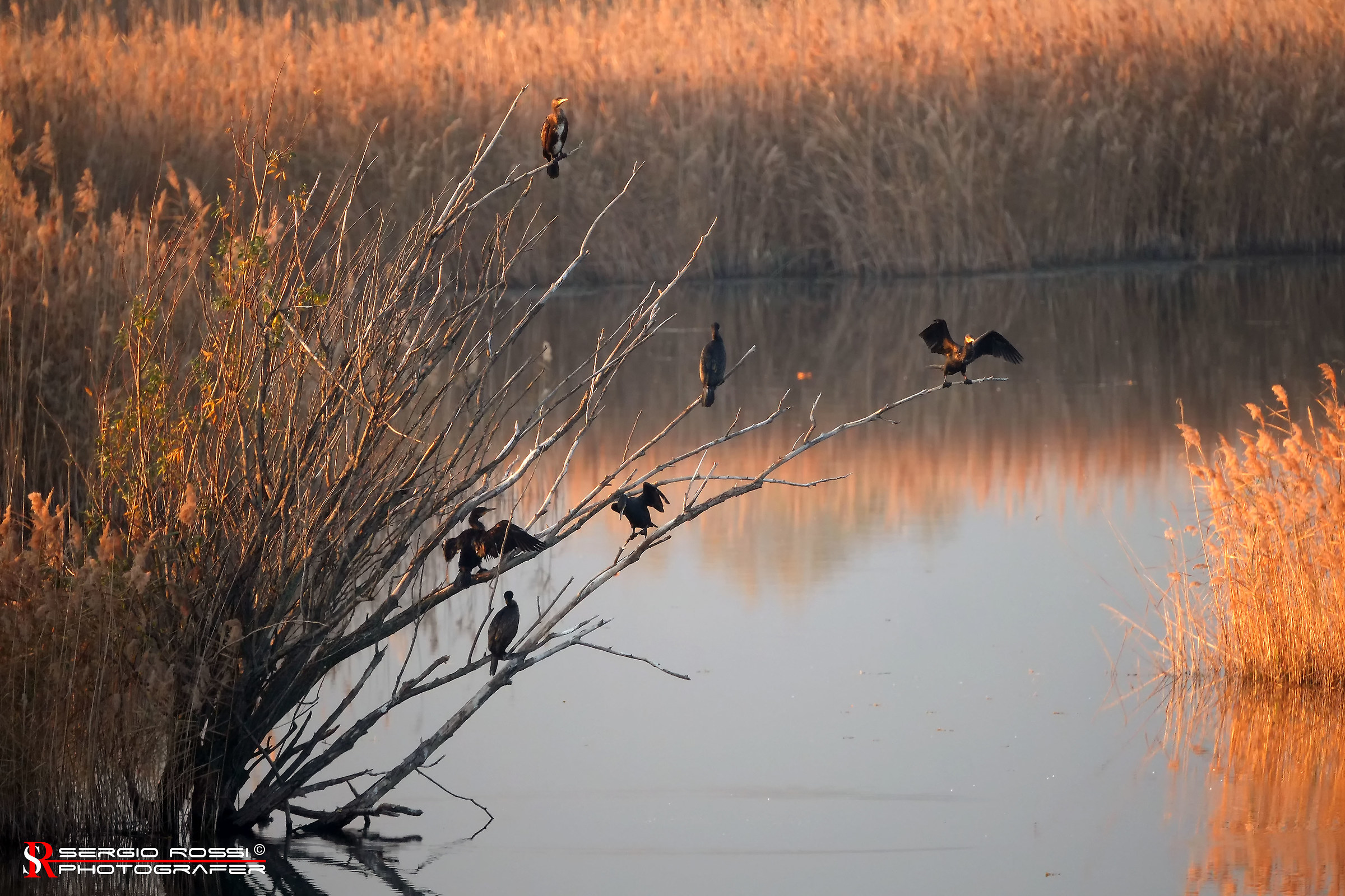 Cormorani al tramonto