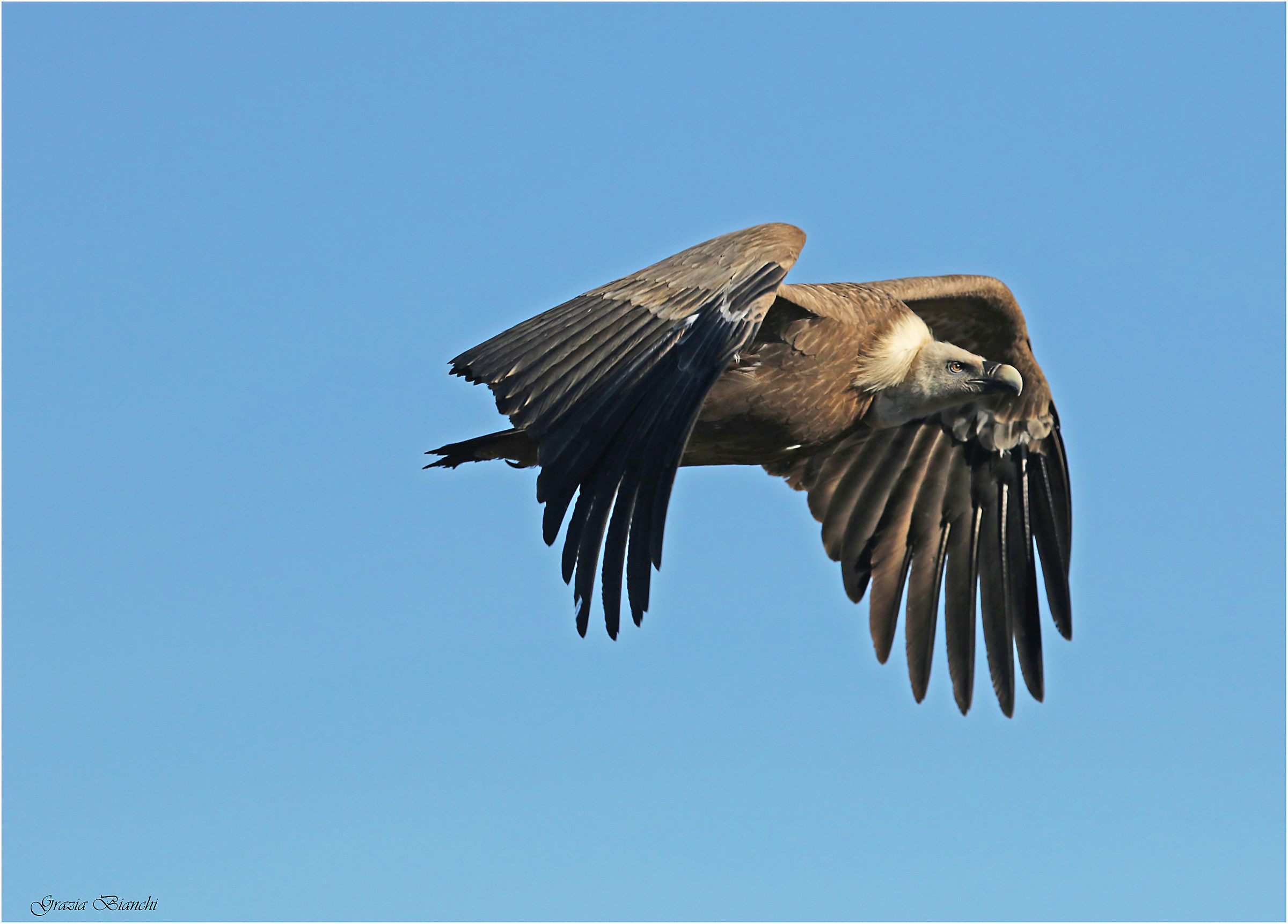 Grifone - Gole del Verdon