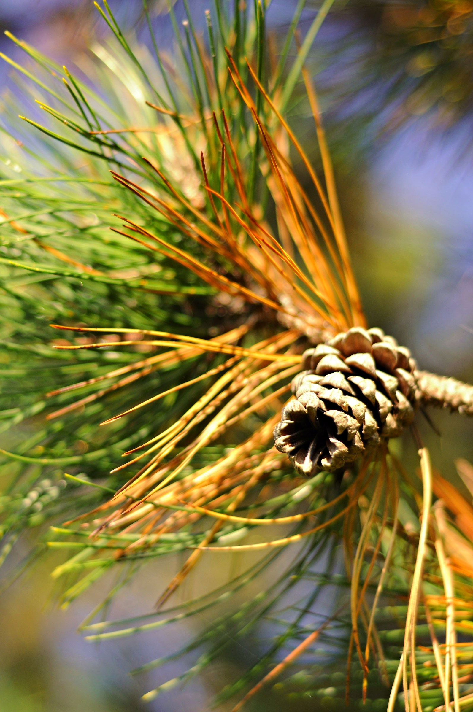 Pine cone