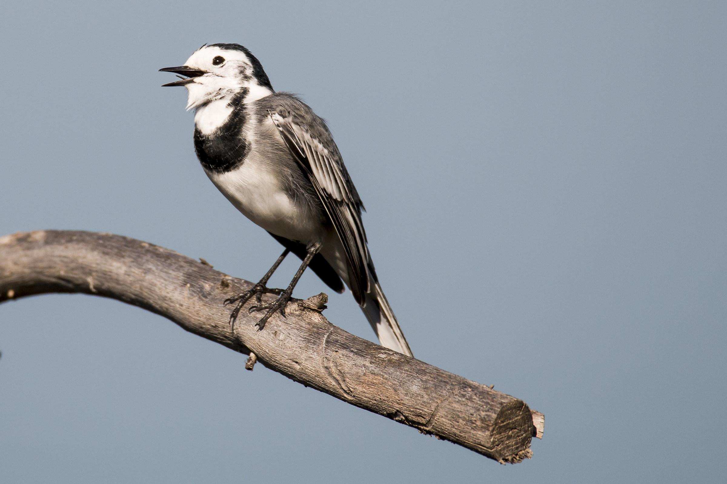 White wagtail