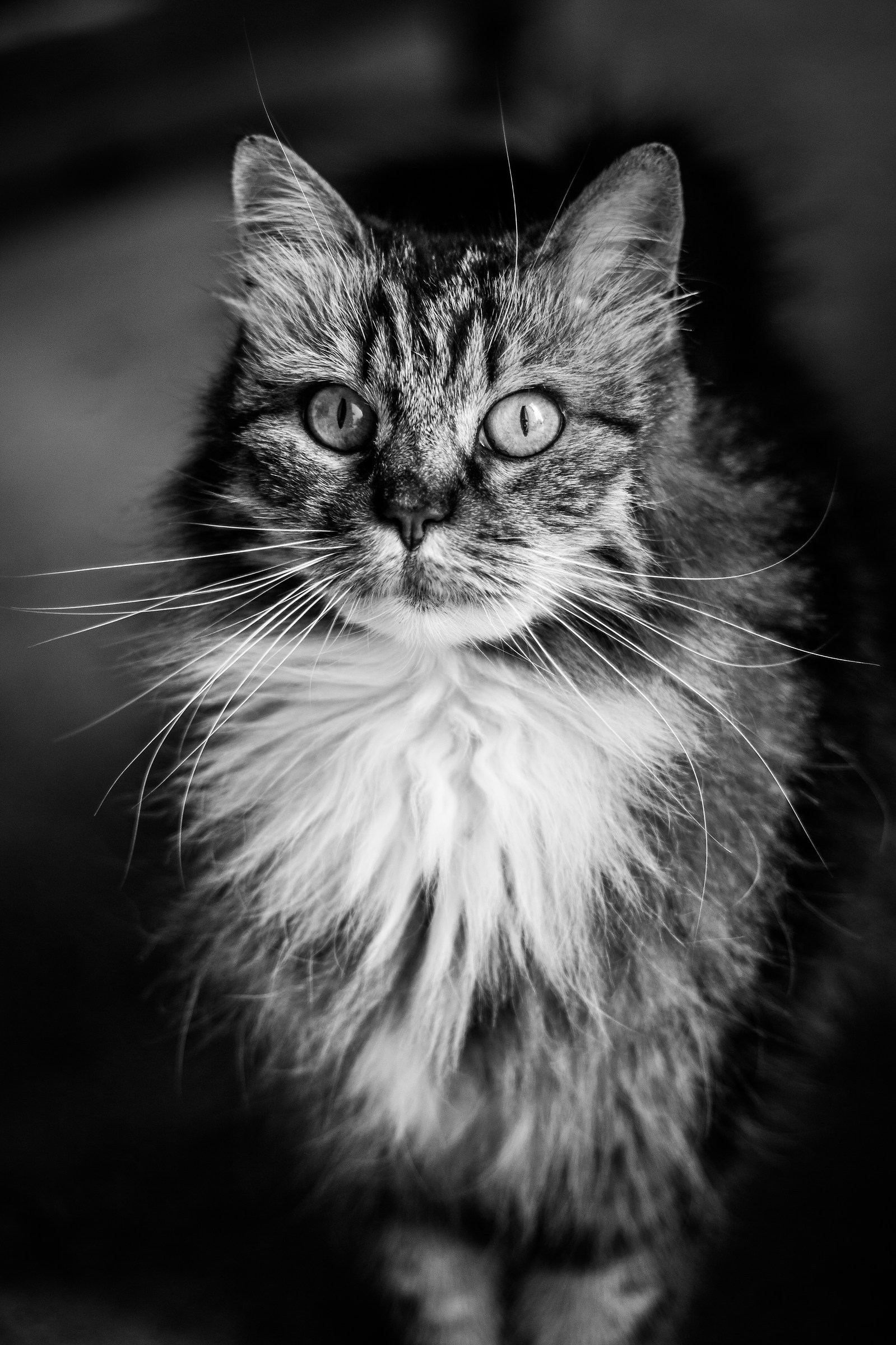 Portrait feline