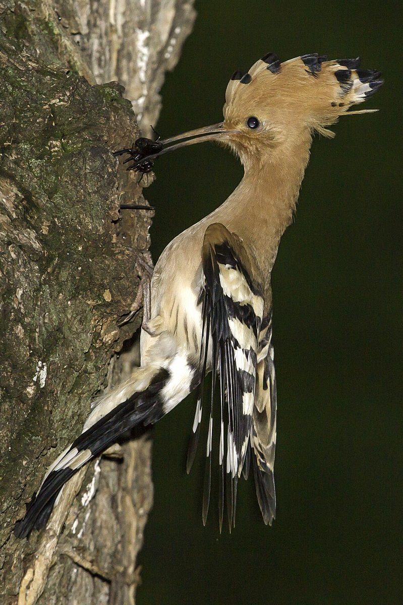 Cara....sono arrivato..
