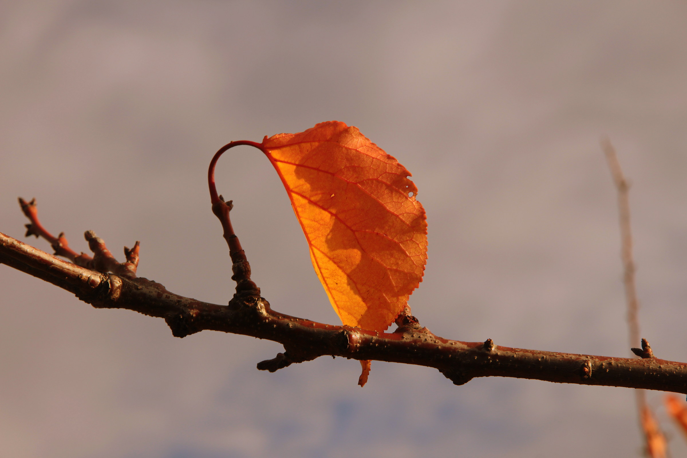 Ultima foglia versione 2