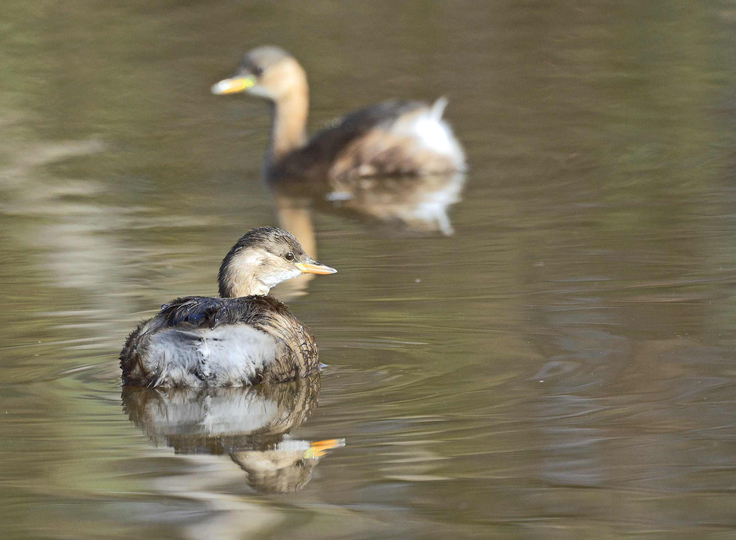 Grebes