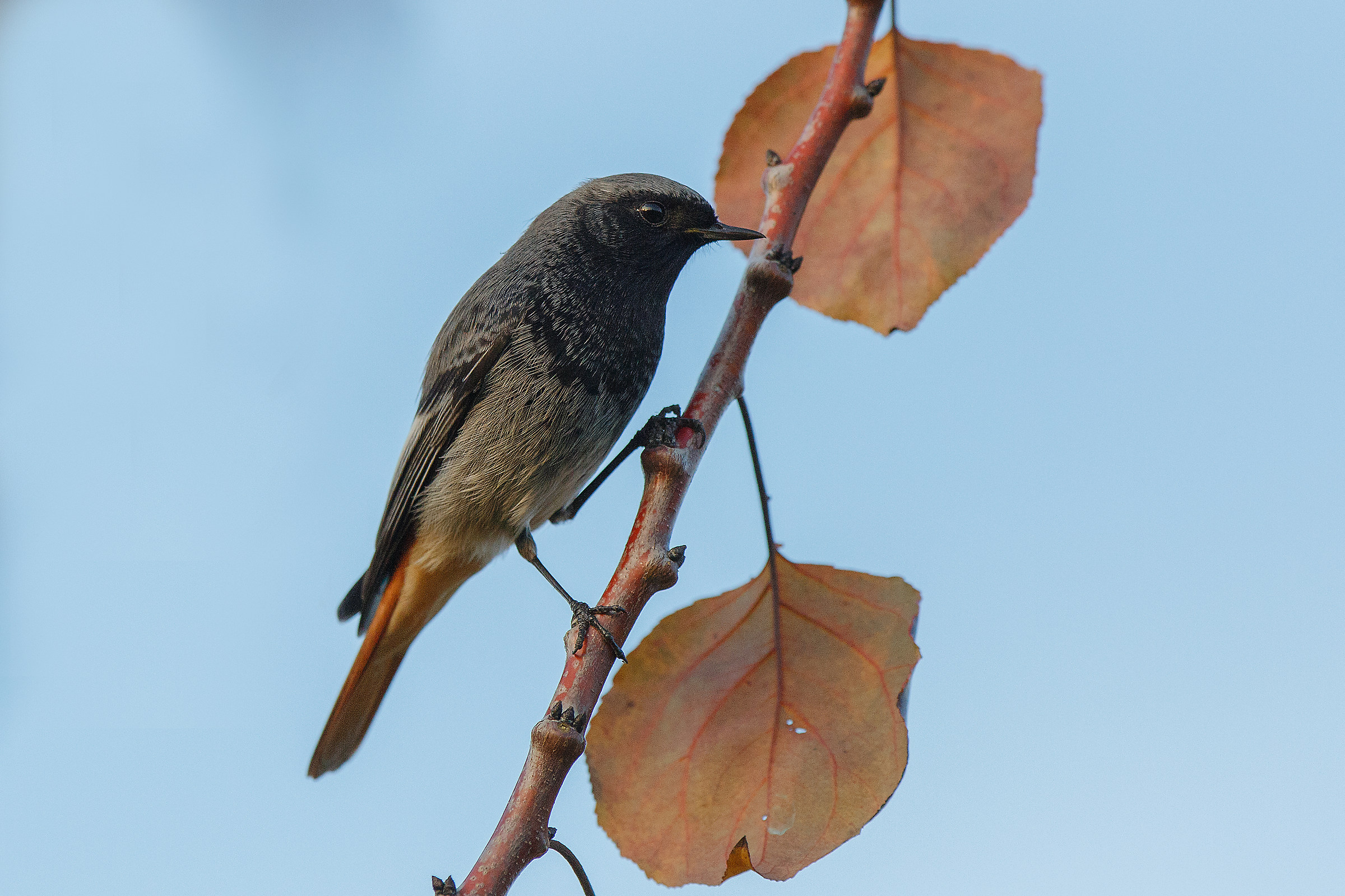 Black redstart