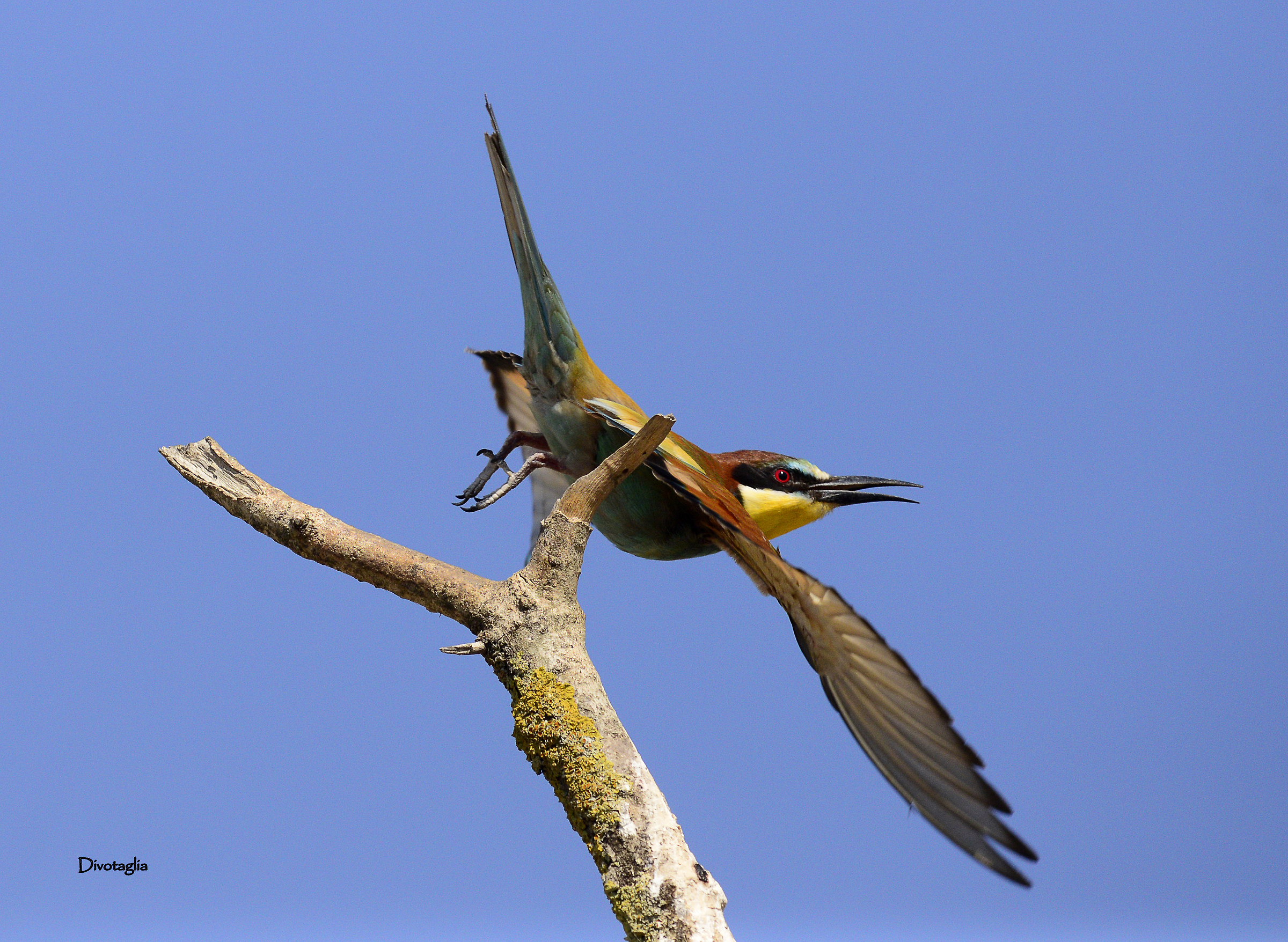 Eater (Merops apiaster)