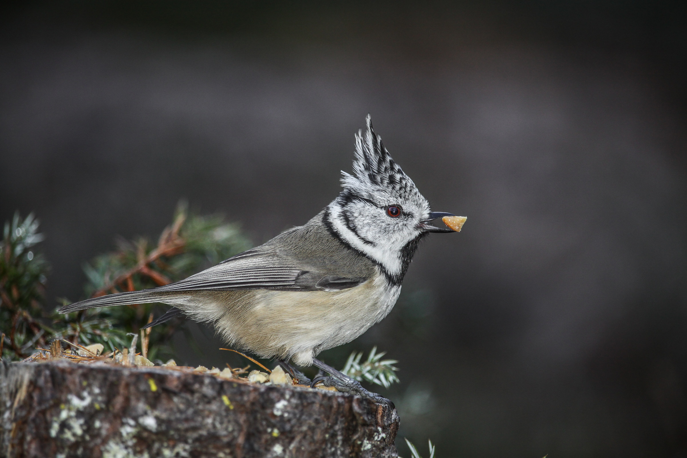 Crested Tit