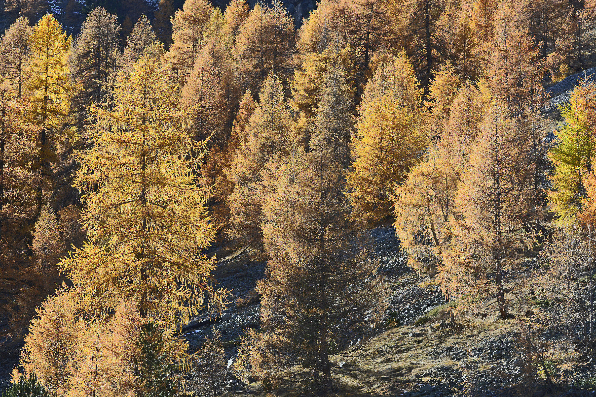 Larici_Autunno in the Engadine Valley