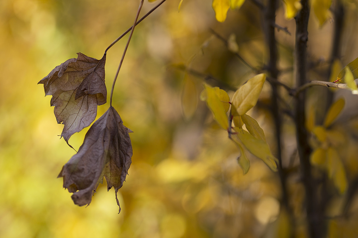 Particolari autunnali