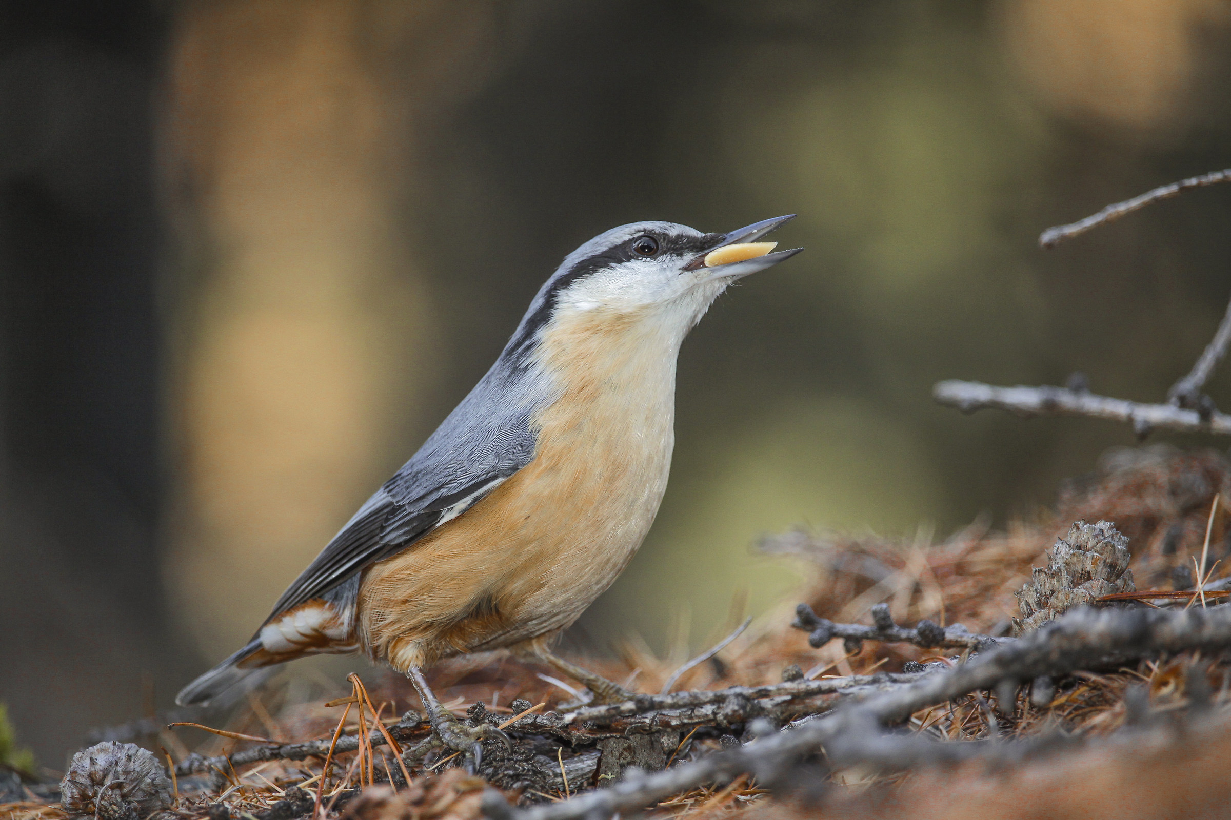 Nuthatch