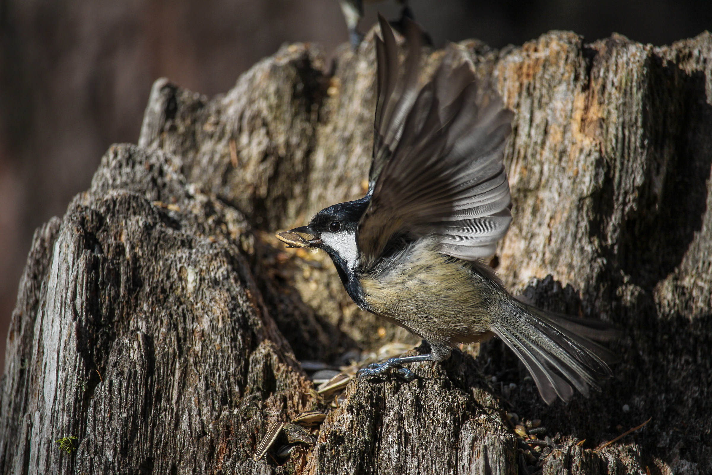 Coal Tit