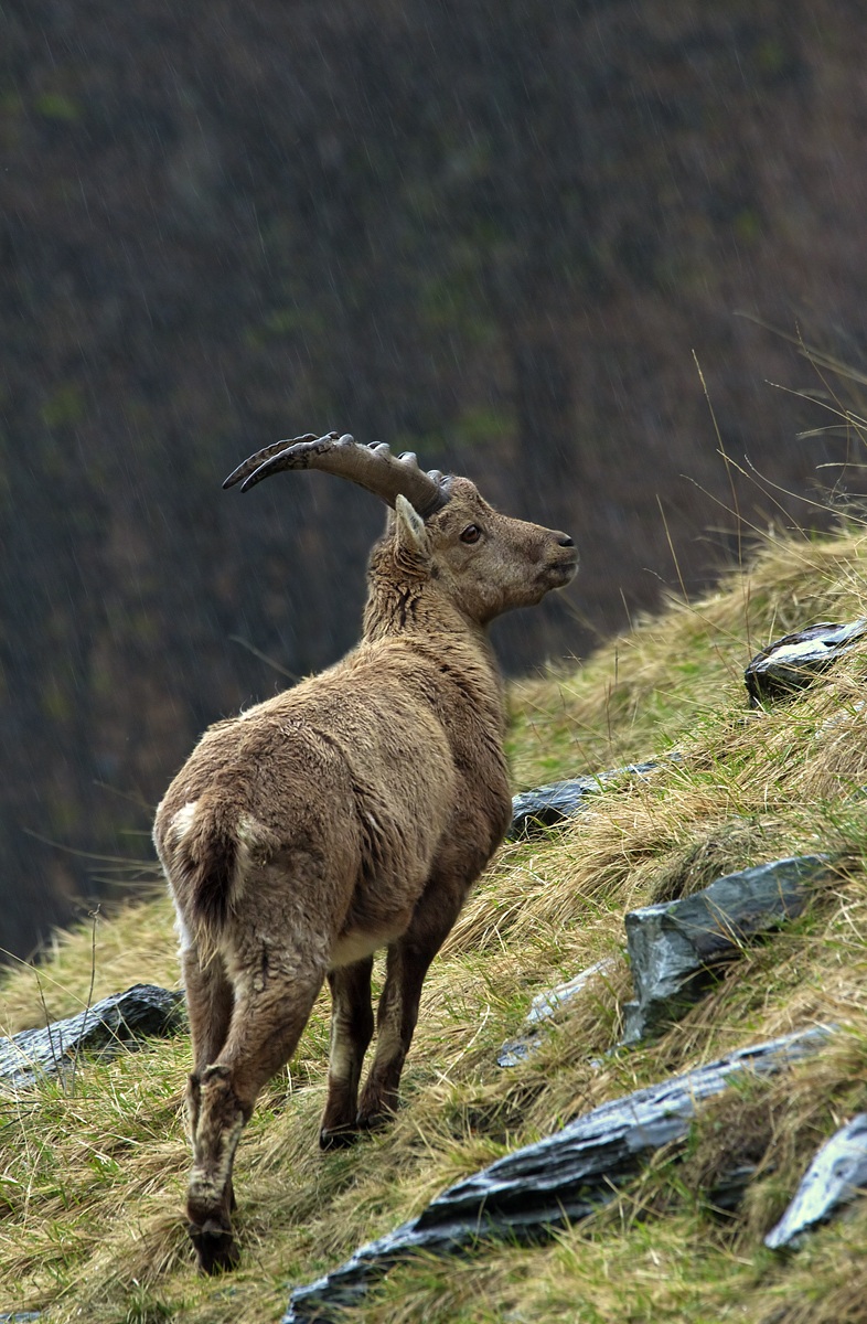 Ibex wet