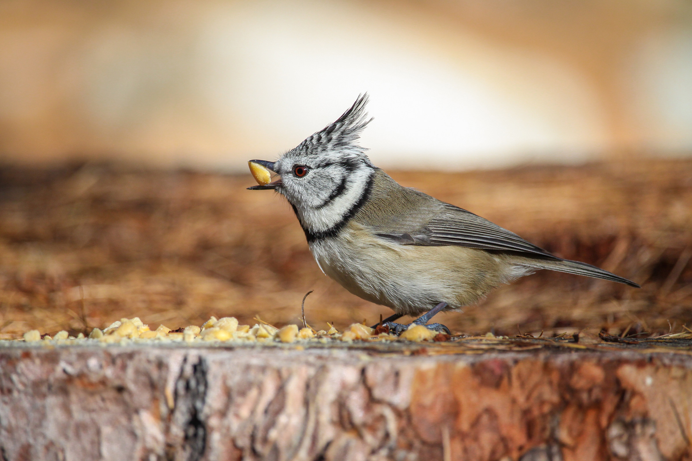 Crested Tit