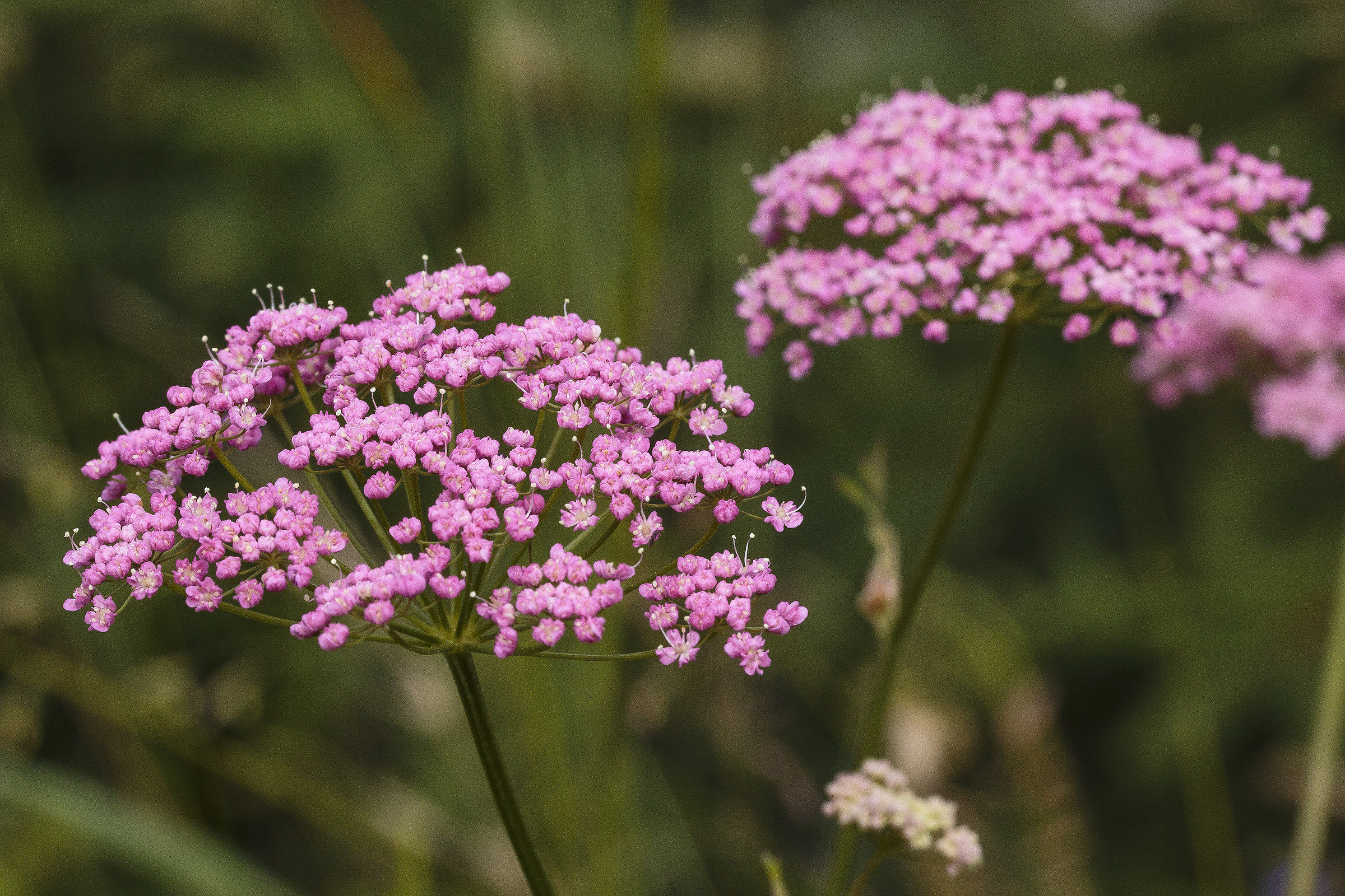 Dolomites, flower meadow.