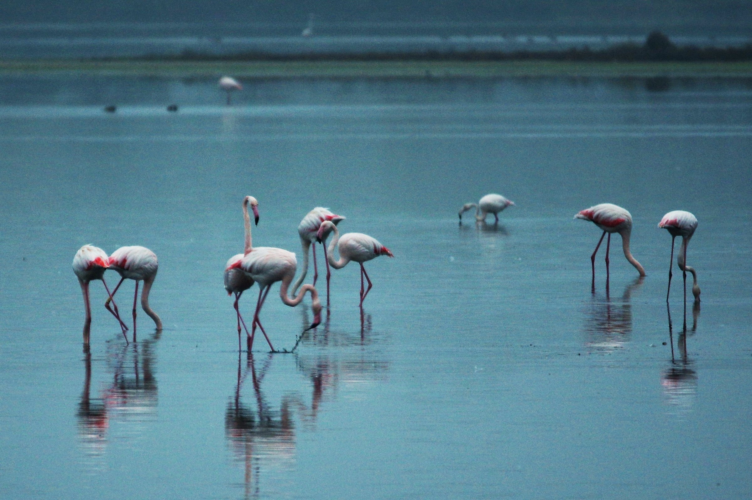 Flamingos in Val Cavanata (Go)