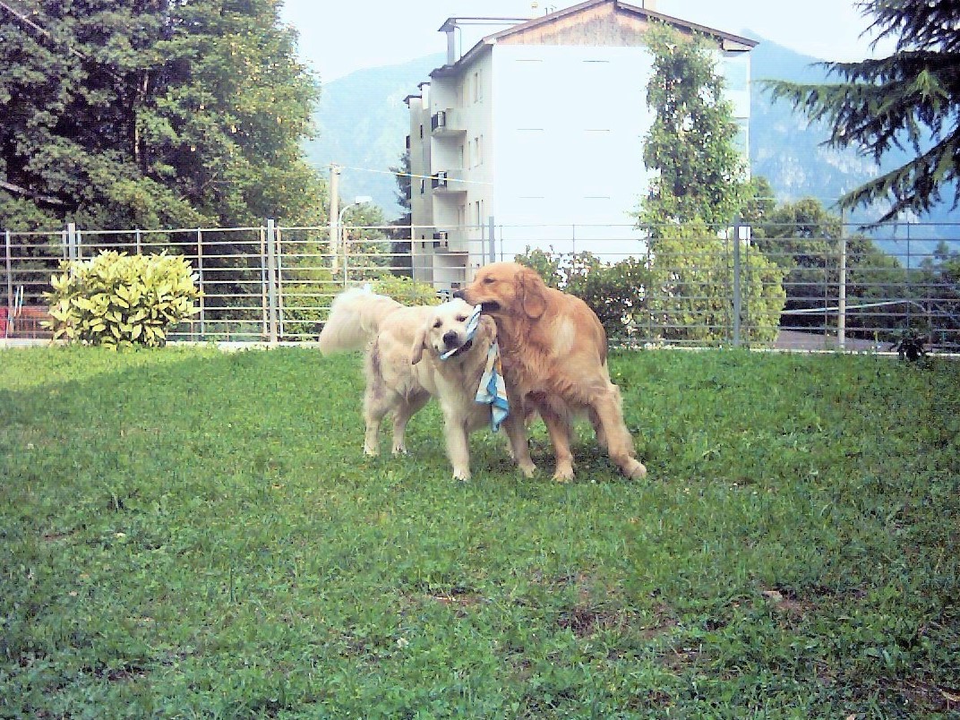 Contendendosi uno straccio