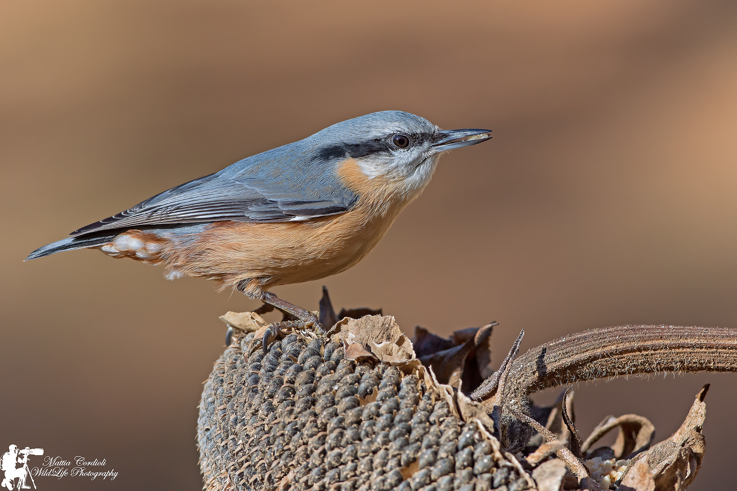 Nuthatch