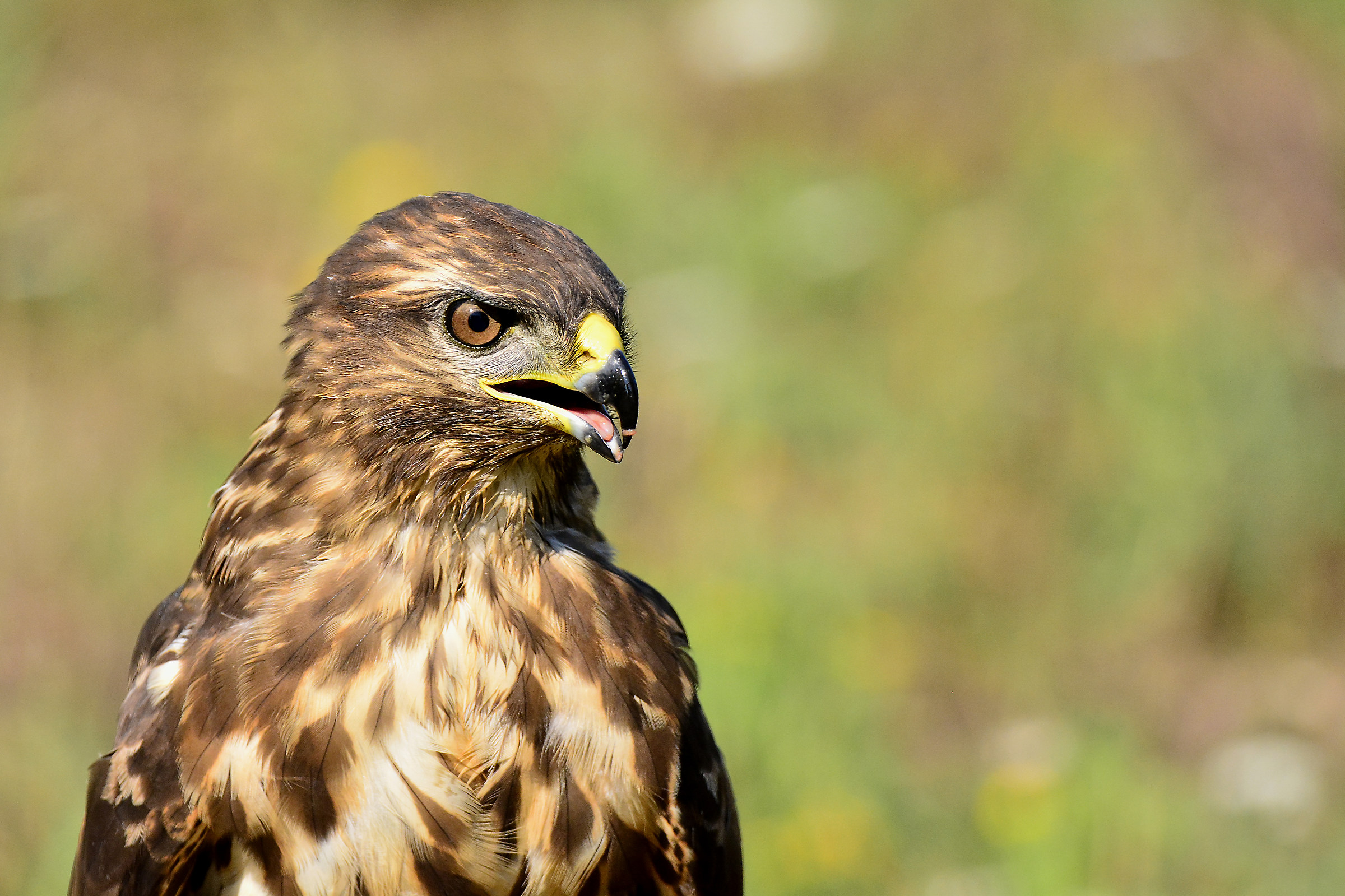 Buzzard
