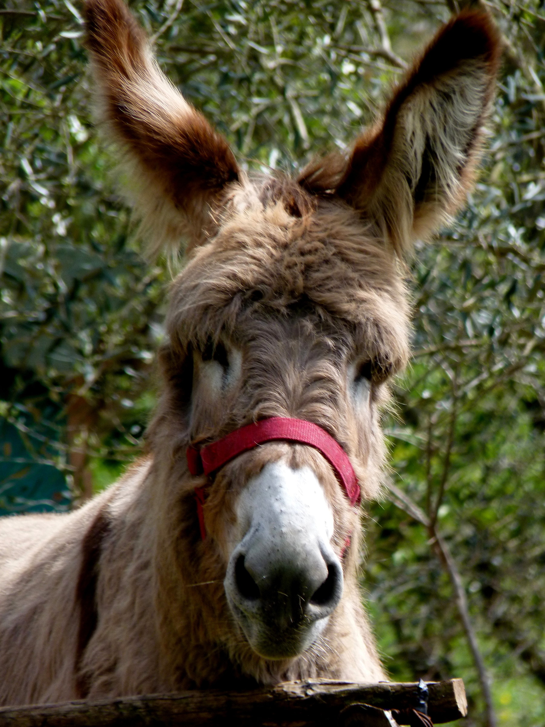 a cute donkey named Luna