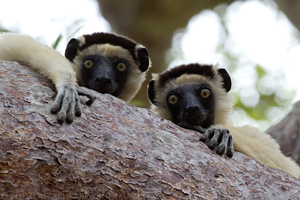 Sifaka Verreaux