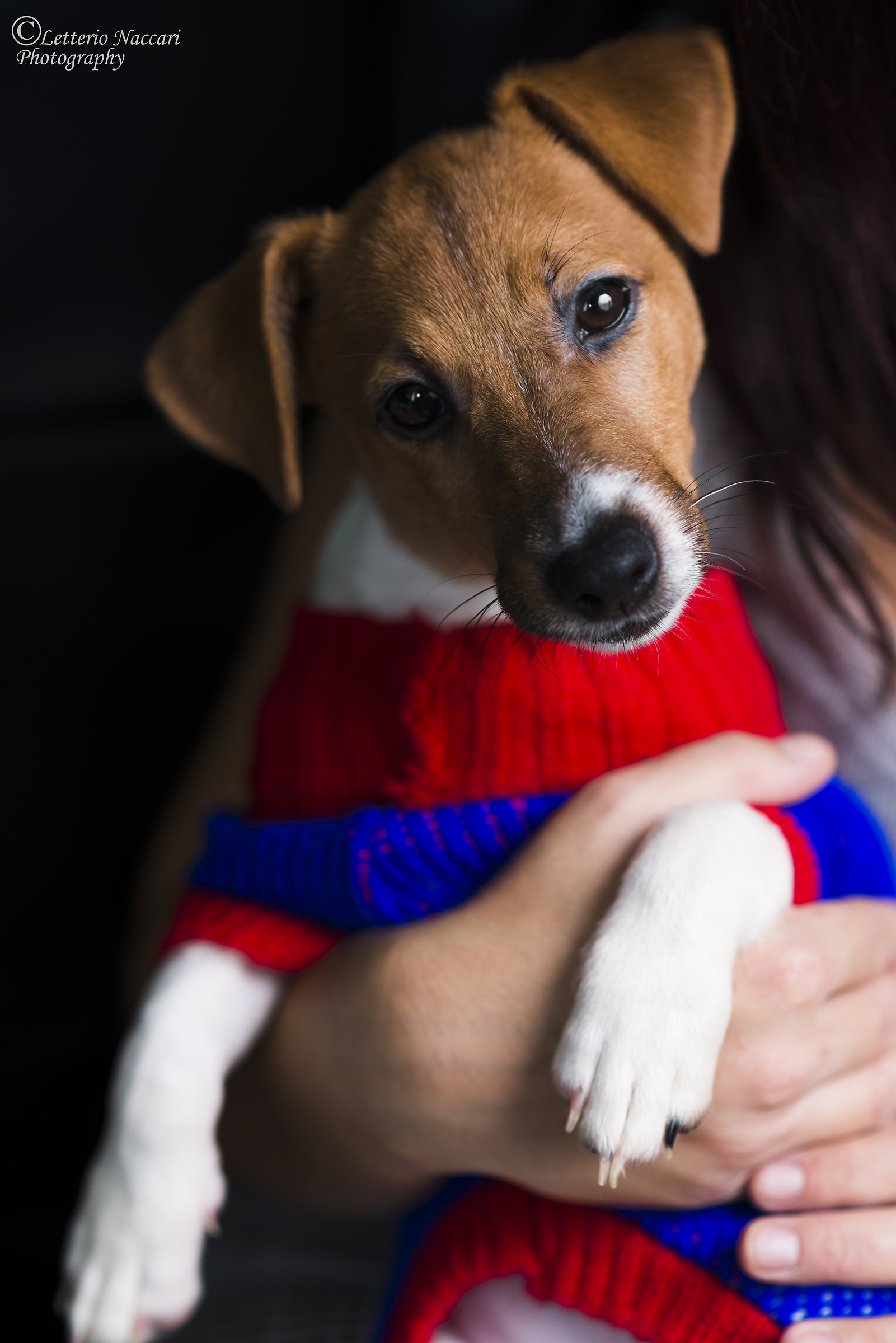 Peppa..cucciolo di Jack Russell