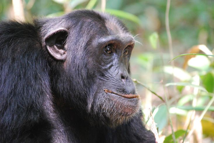 Chimpanzees in Kibale Forest (Uganda)