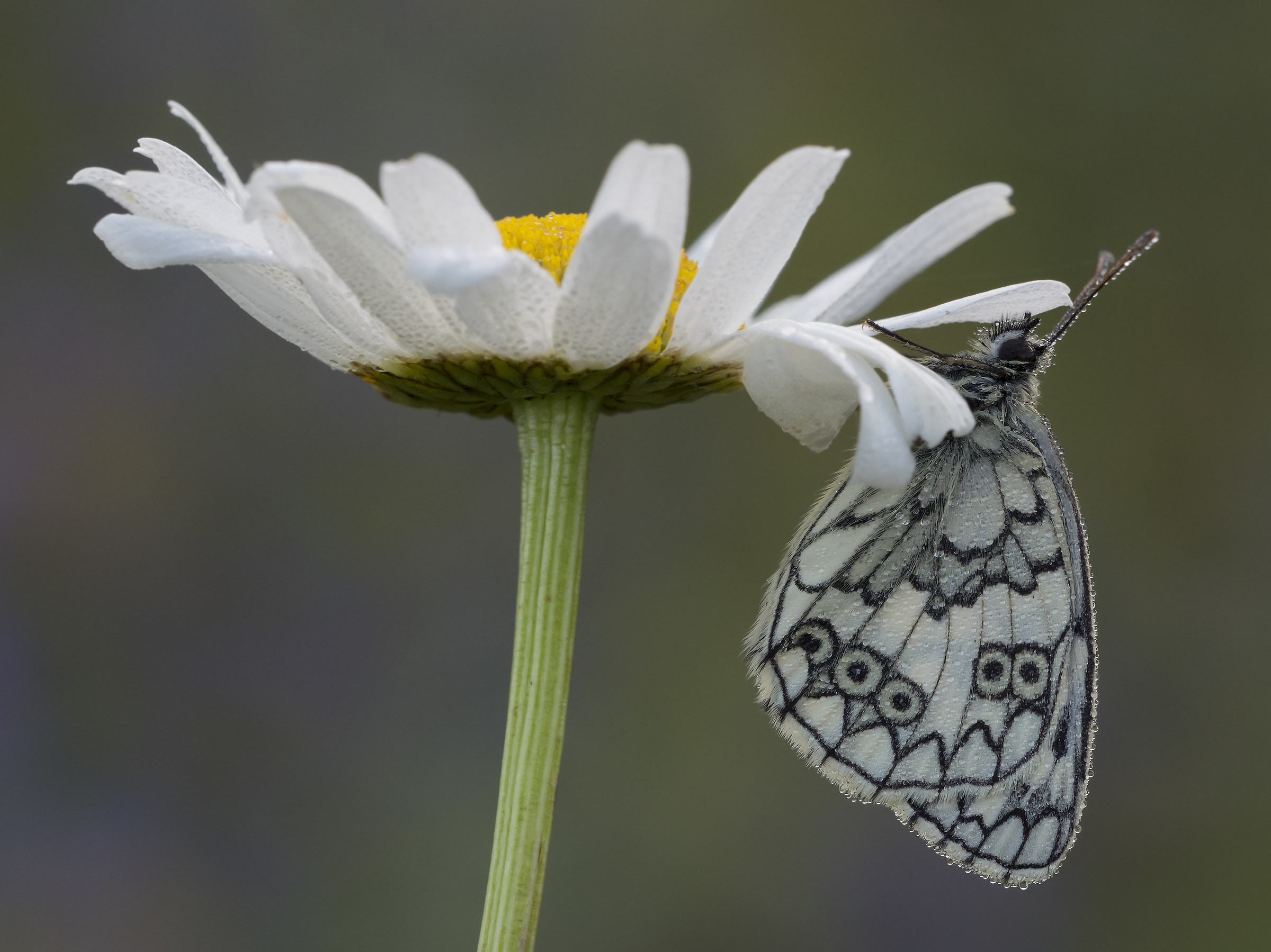 Melanargia sp. su fiore