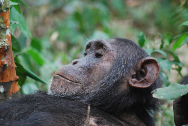 Scimpanzè in Kibale Forest (Uganda)