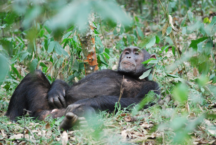 Scimpanzè in Kibale Forest (Uganda)
