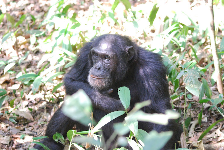 Chimpanzees in Kibale Forest (Uganda)