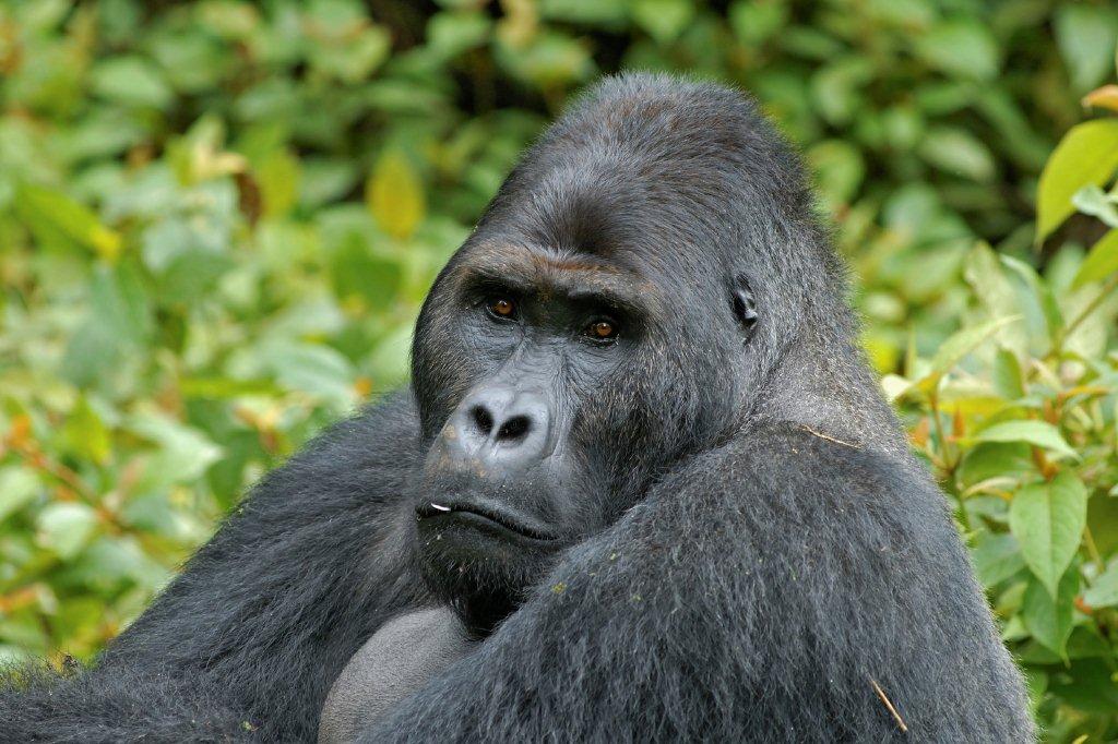 Gorillas in Bwindi Impenetrable Forest