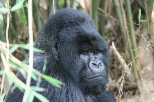 Gorilla in Bwindi Impenetrable Forest