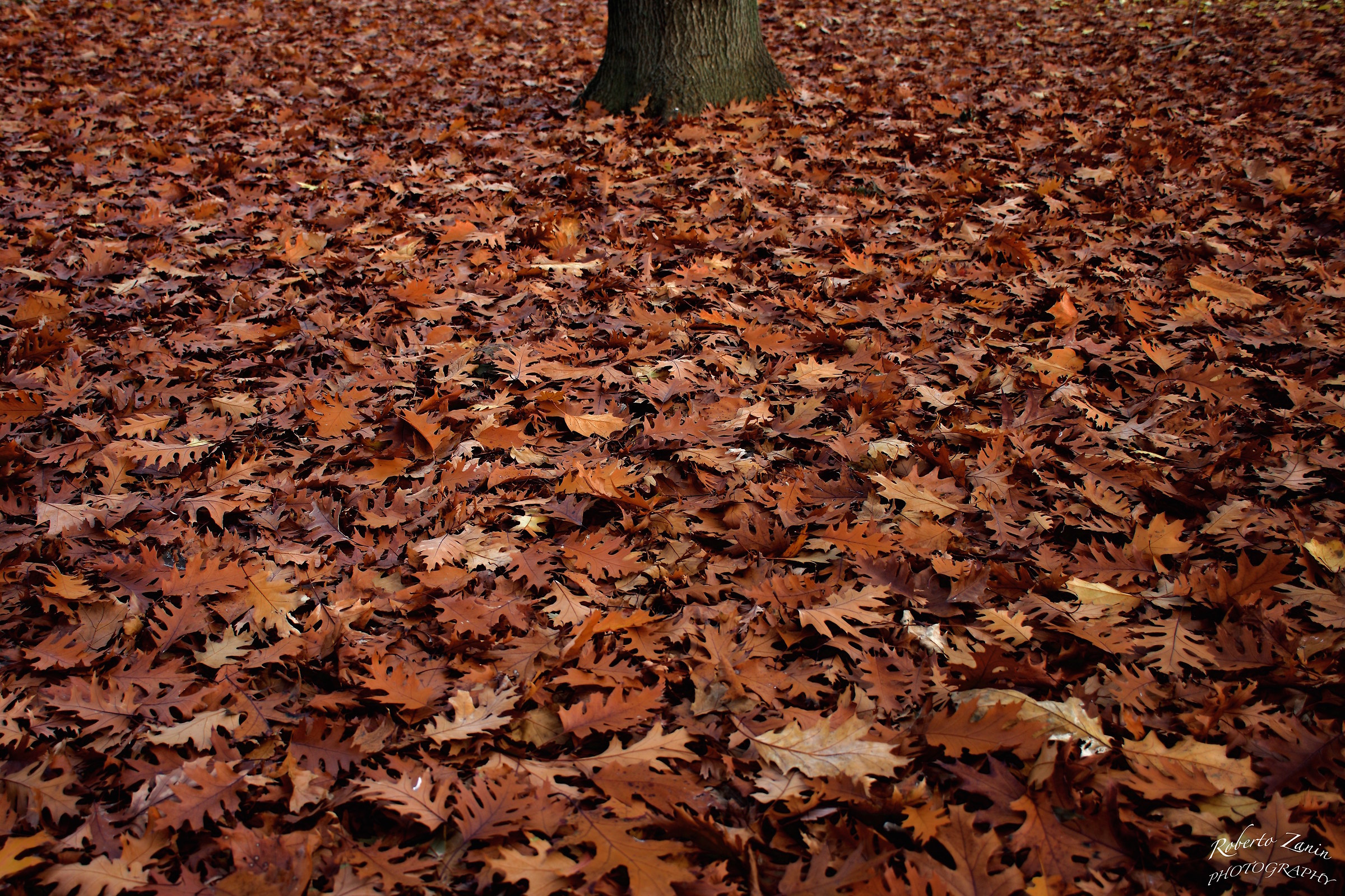 Menù: Tronco d'albero su un letto di foglie autun...