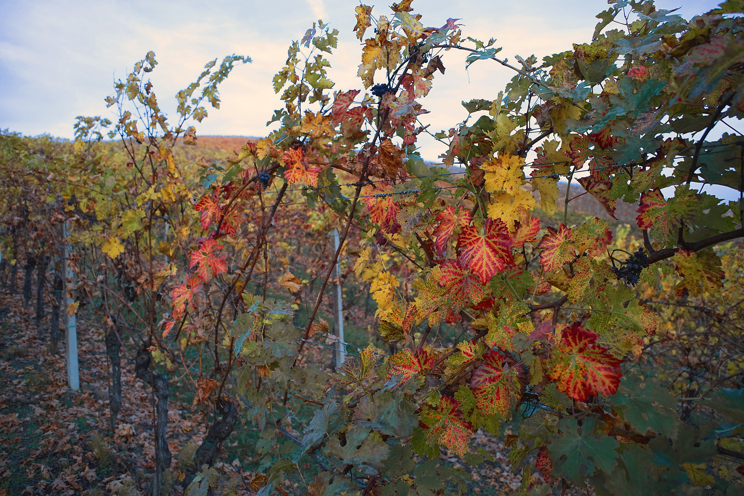 The lives of barbera