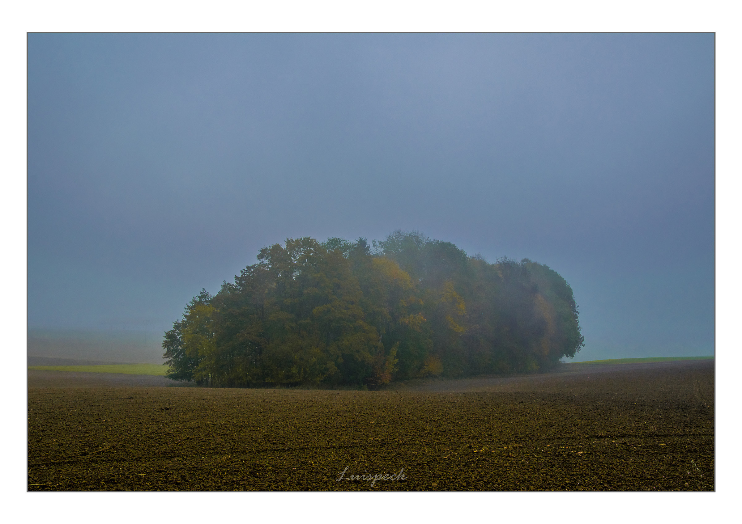 Trees in the fog