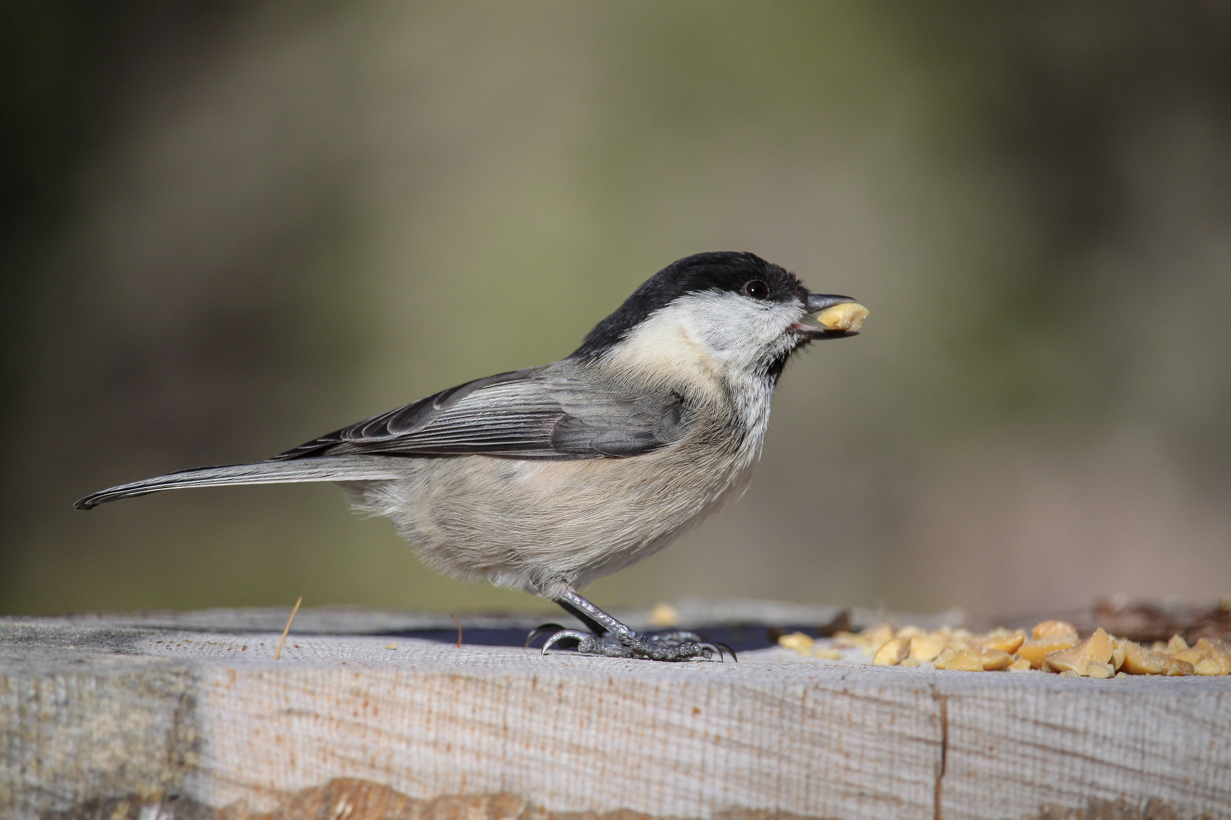 Chickadee