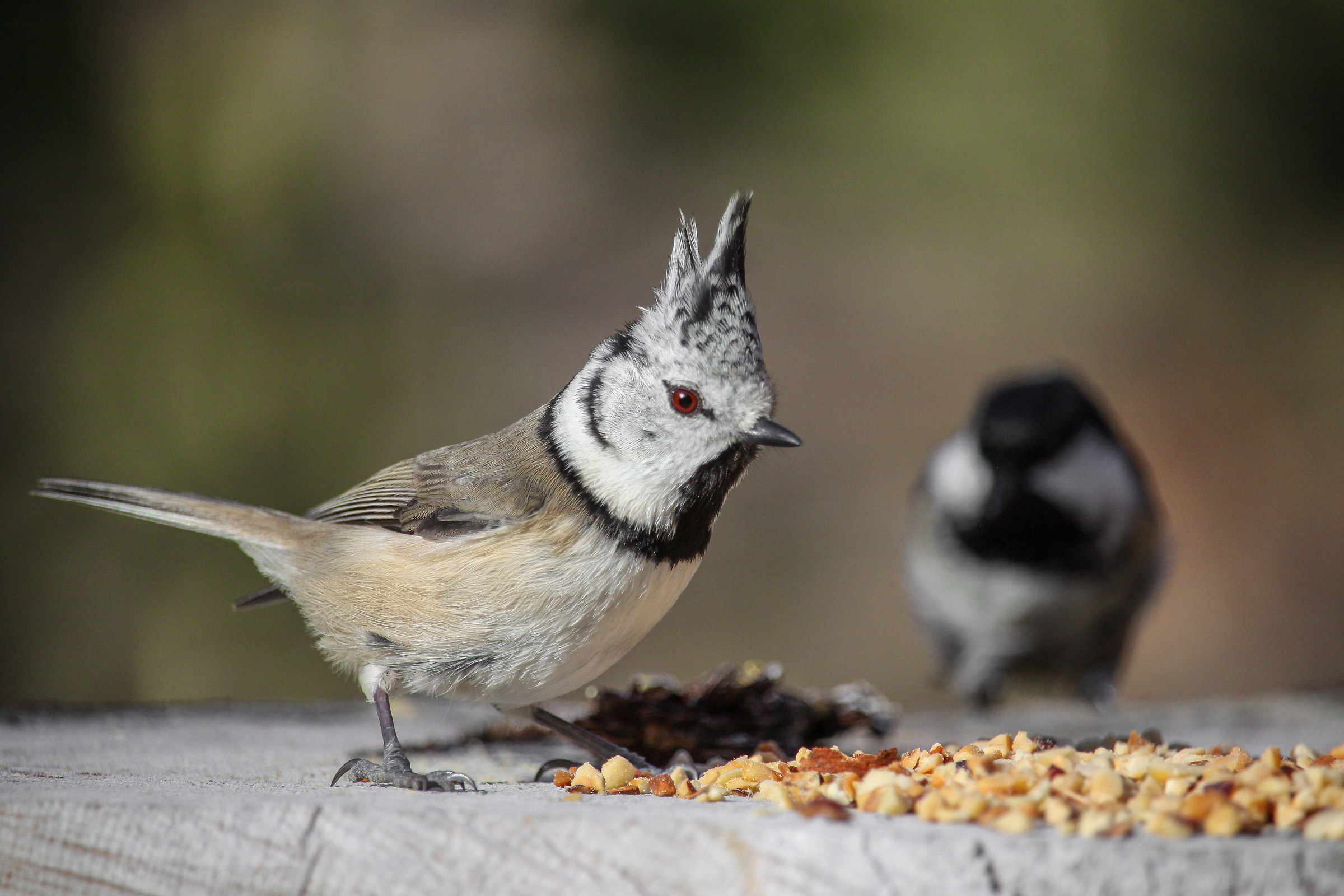 Crested tit and coal tit