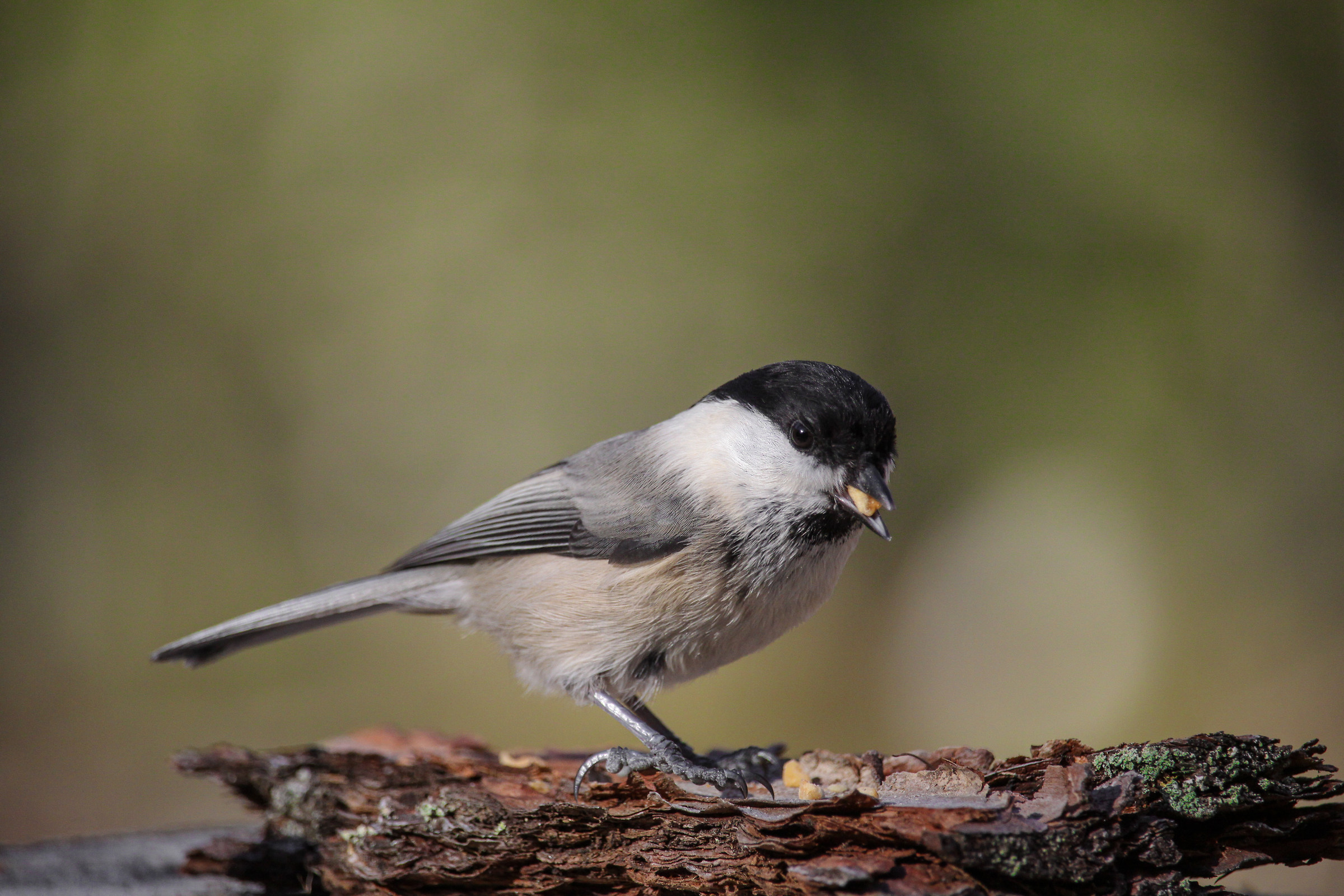 Chickadee