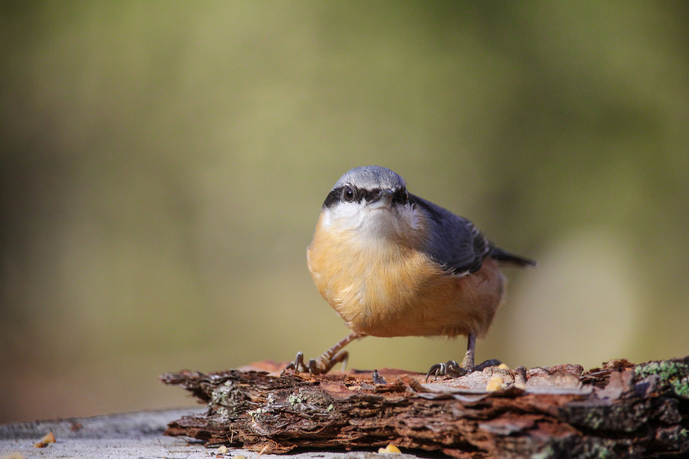 Nuthatch