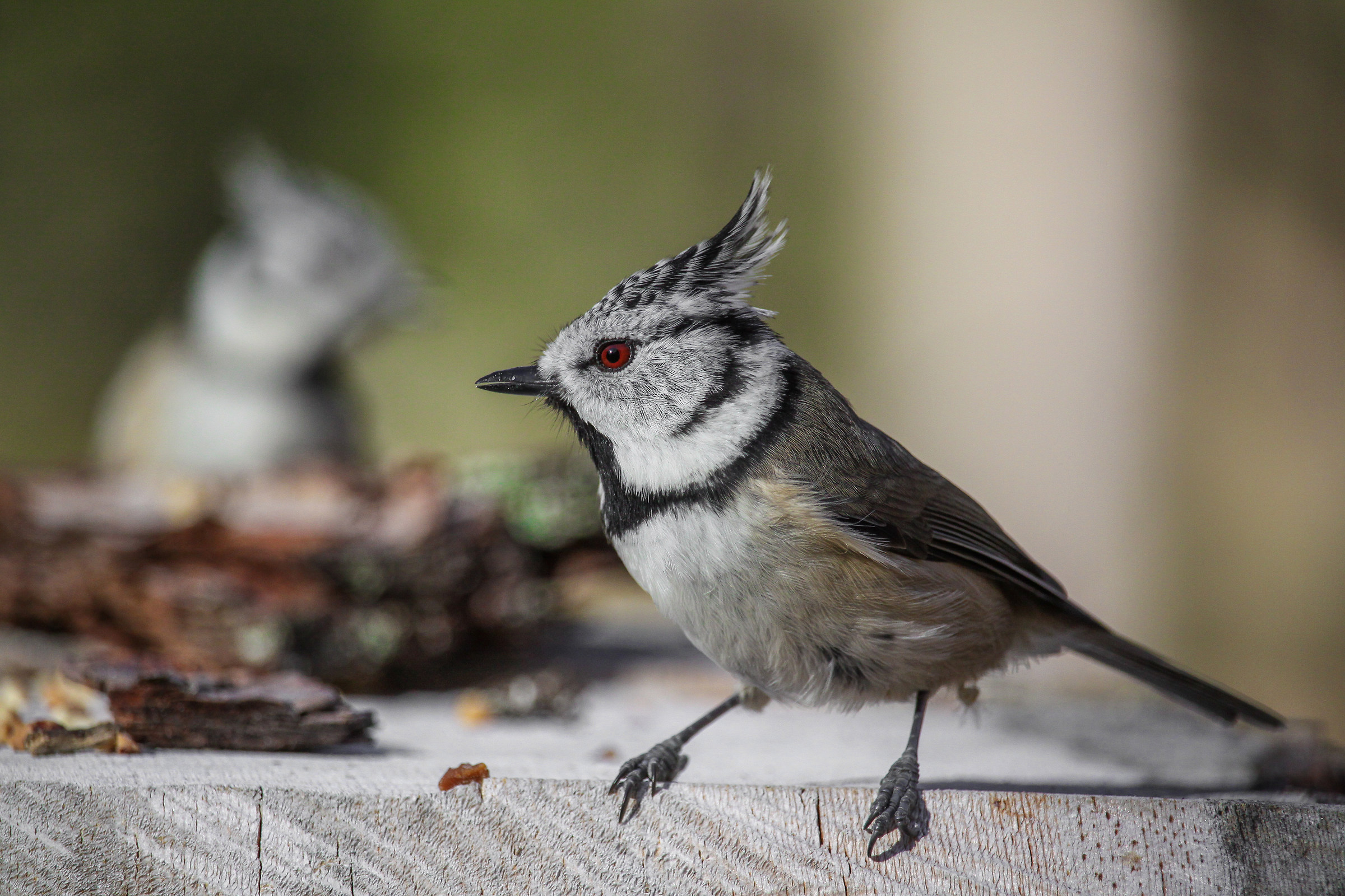 Crested titmice