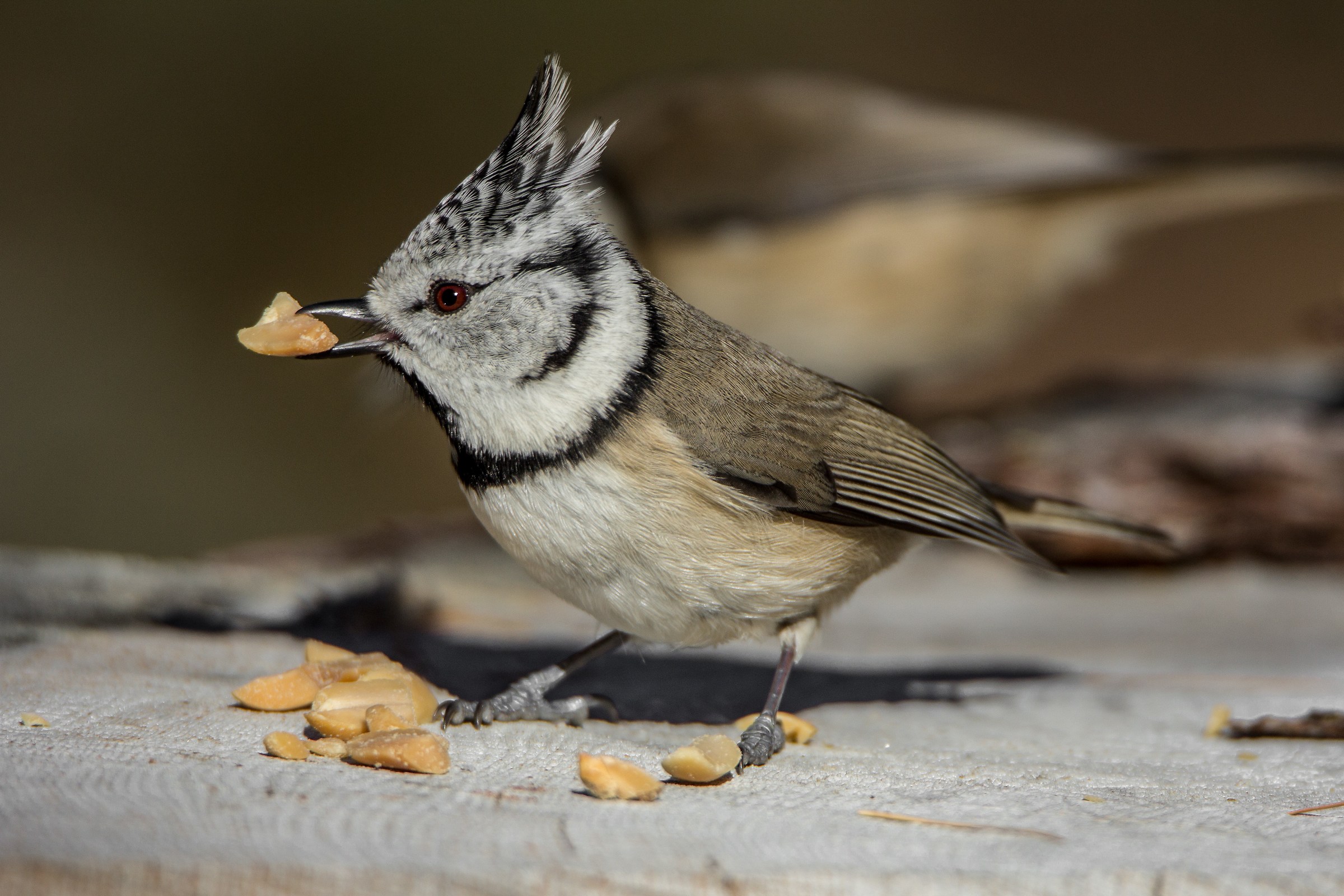Crested titmice