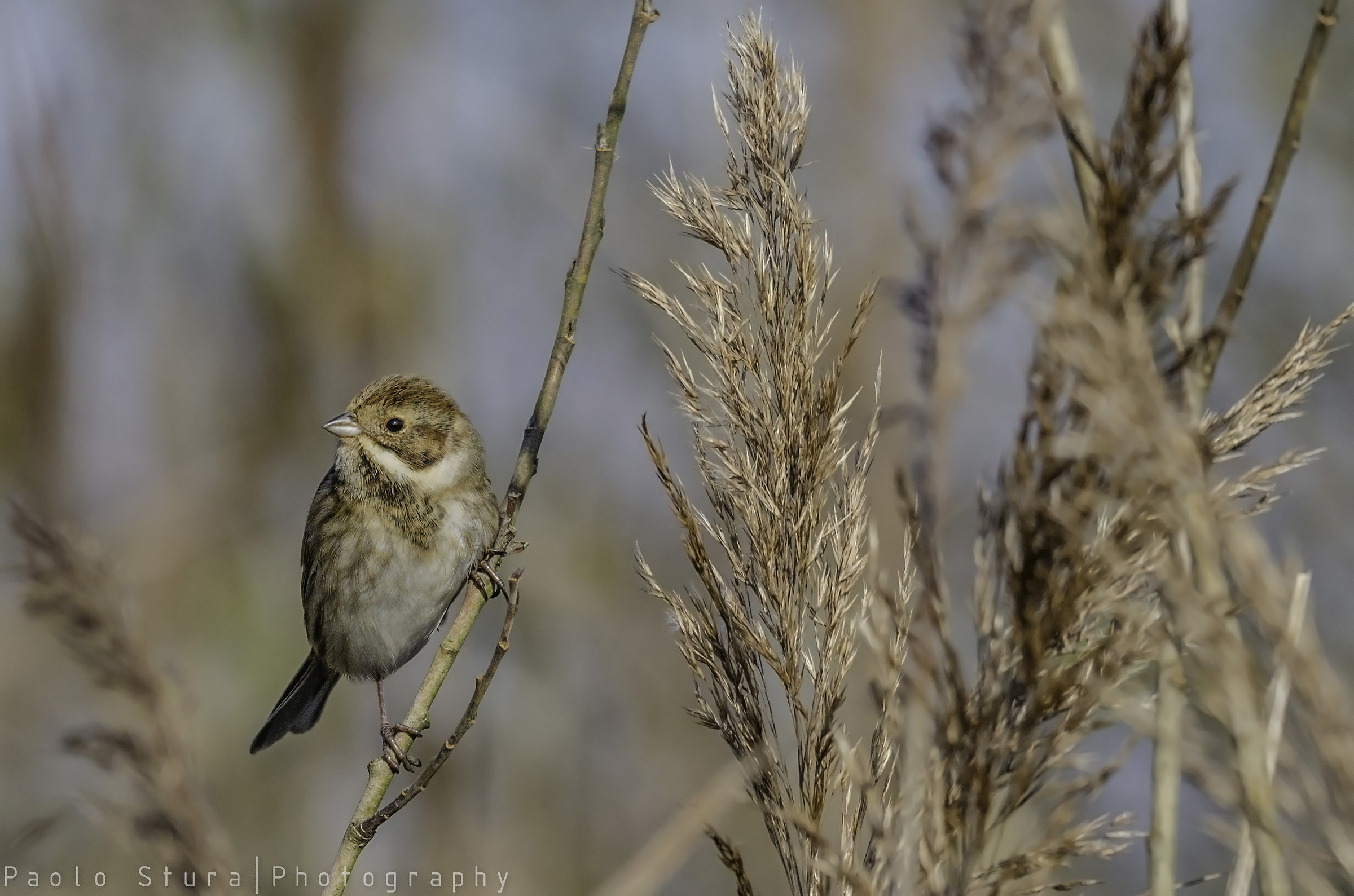 Reed Bunting