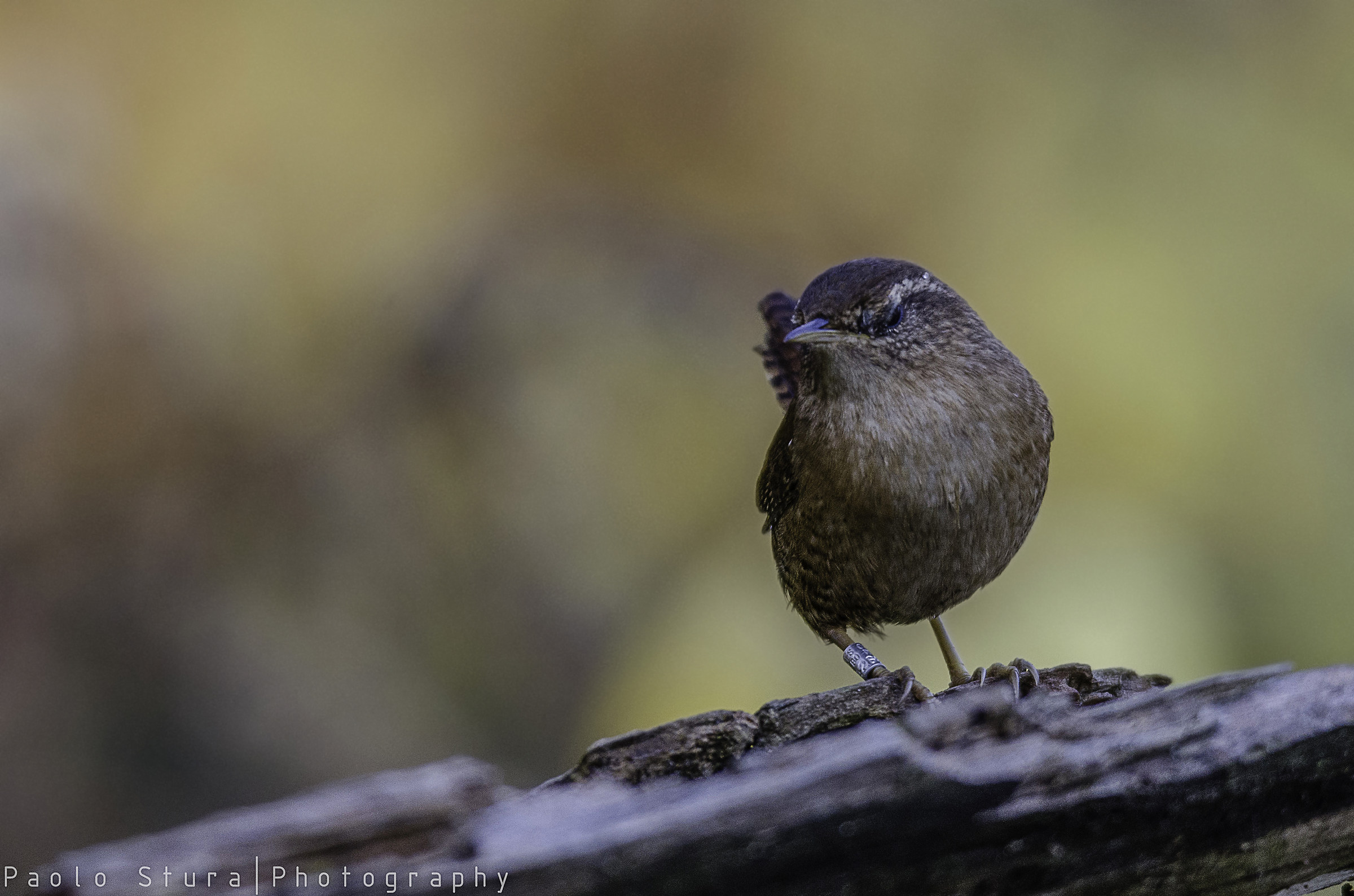 wren