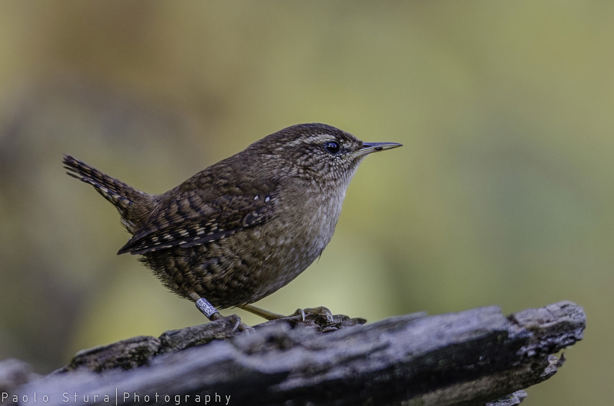 wren