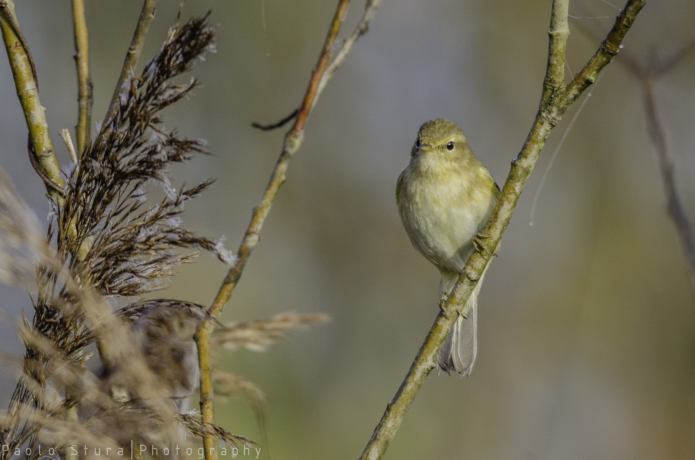 Chiffchaff