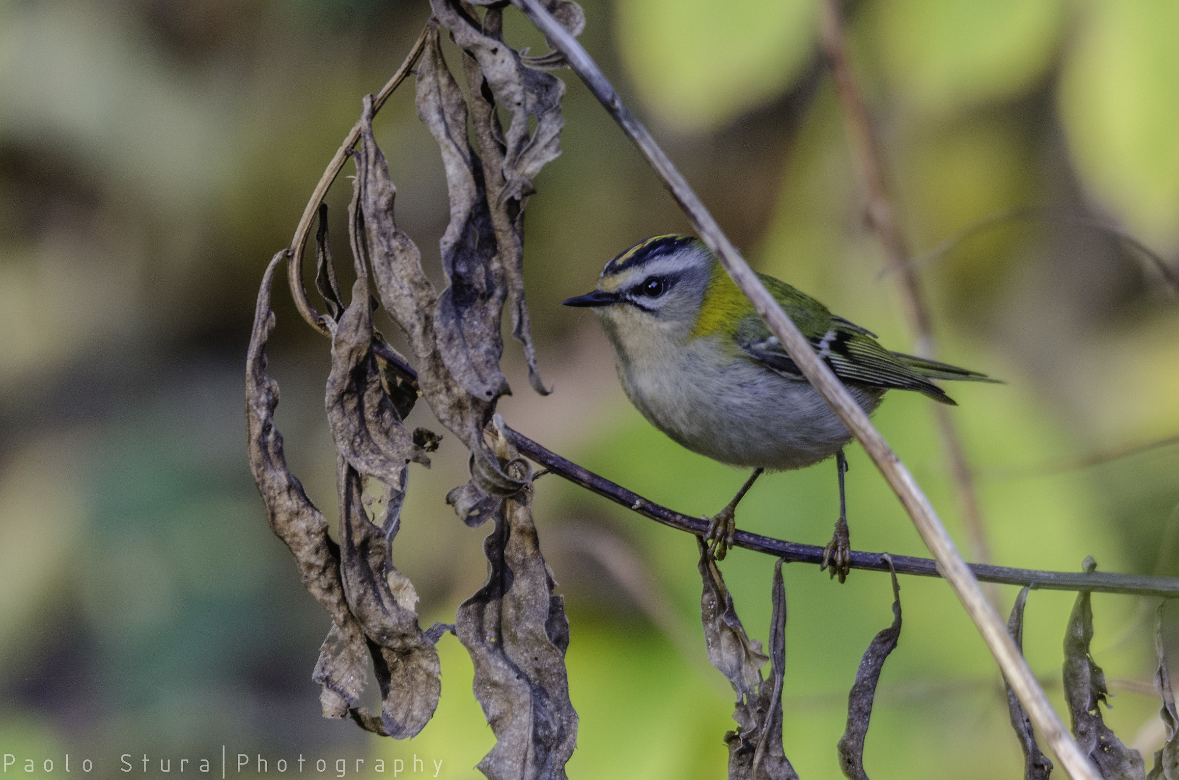 Firecrest