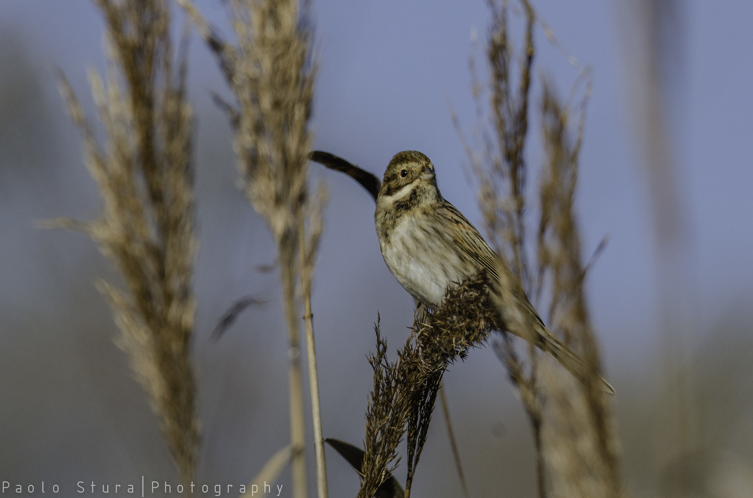 Reed Bunting
