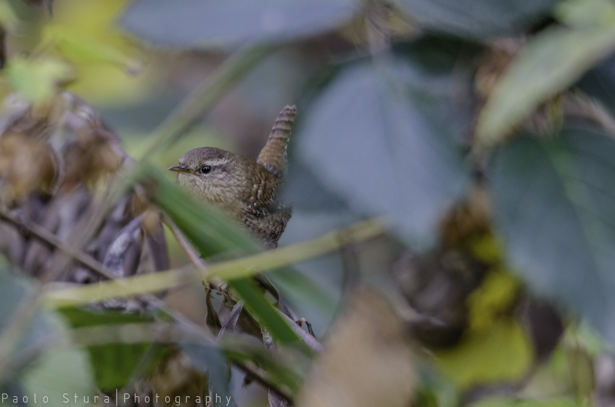 wren
