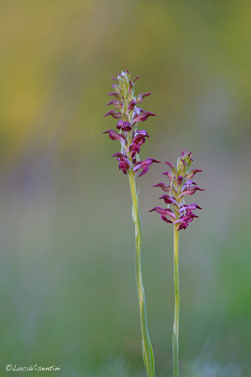 anacamptis coriophora